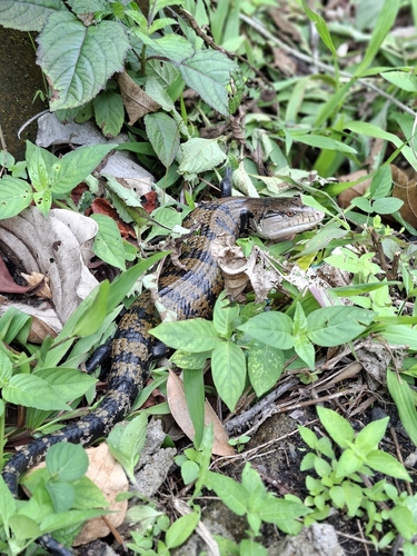 Tiliqua gigas
