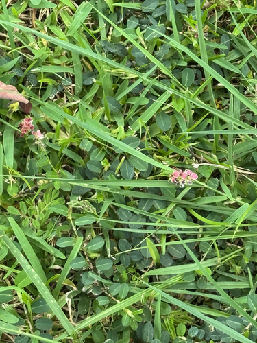 Alysicarpus vaginalis observed 2026-08-25