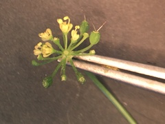 Thaspium trifoliatum flavum