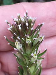 Castilleja attenuata