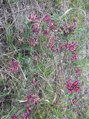 Astragalus cornutus