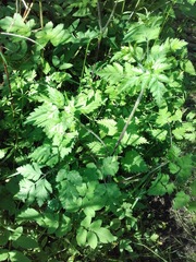 Chaerophyllum temulum