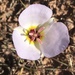 Winding Mariposa Lily - Photo (c) Jackie Grant, some rights reserved (CC BY-NC-SA), uploaded by Jackie Grant