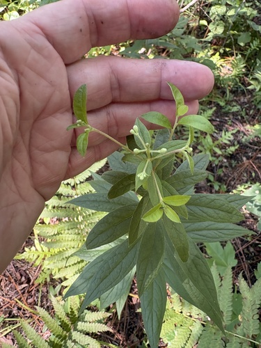 Doellingeria sericocarpoides, photograph 1