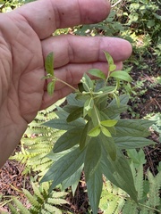 Doellingeria sericocarpoides
