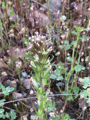 Castilleja attenuata
