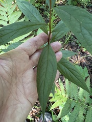 Doellingeria sericocarpoides, photograph author not stated, no rights reserved