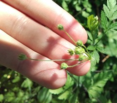Chaerophyllum temulum