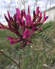 Astragalus cornutus