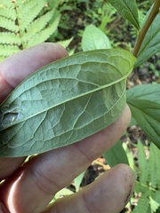 Doellingeria sericocarpoides, photograph author not stated, no rights reserved