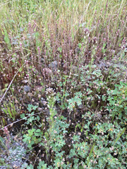 Castilleja attenuata