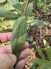 Doellingeria sericocarpoides, photograph author not stated, no rights reserved