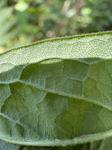 Doellingeria sericocarpoides, photograph 5