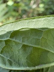 Doellingeria sericocarpoides, photograph author not stated, no rights reserved