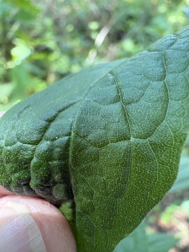 Doellingeria sericocarpoides, photograph 6