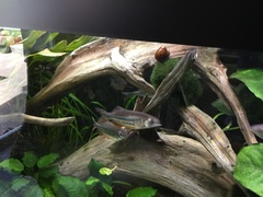 Giant Danio photo 3