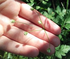 Chaerophyllum temulum