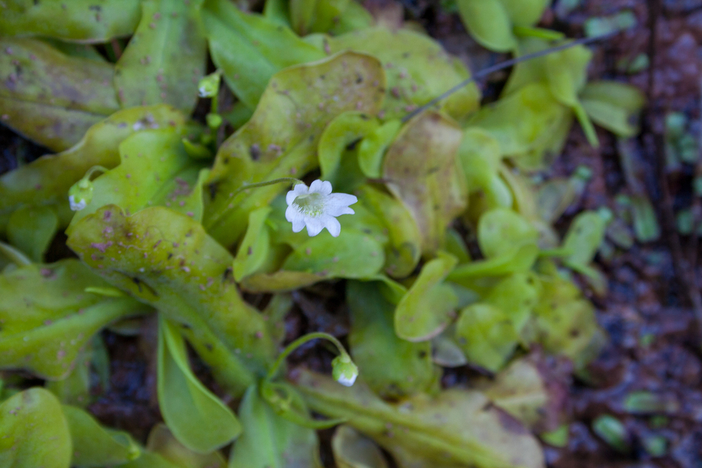 Pinguicula jarmilae, Belisario Boeto, Chuquisaca, Bolivia