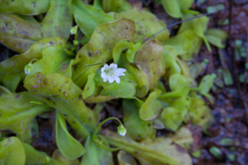 Pinguicula jarmilae
