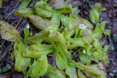 Pinguicula jarmilae