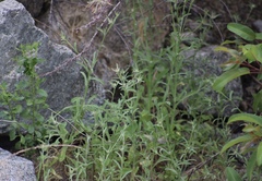 Baccharis pilularis consanguinea