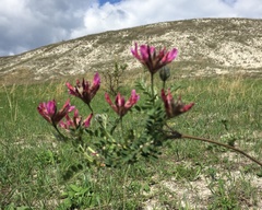 Astragalus cornutus
