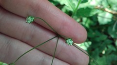 Chaerophyllum temulum