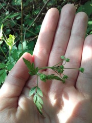 Chaerophyllum temulum