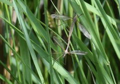 Tipula vernalis