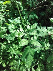 Chaerophyllum temulum