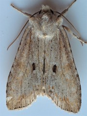 Lithophane patefacta