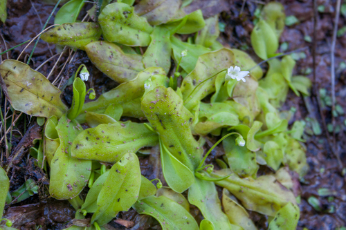 Pinguicula jarmilae