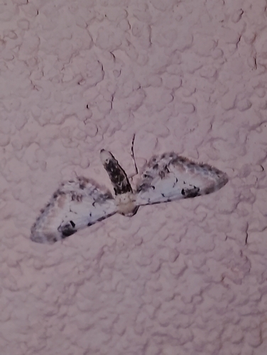 Lime-speck Pug