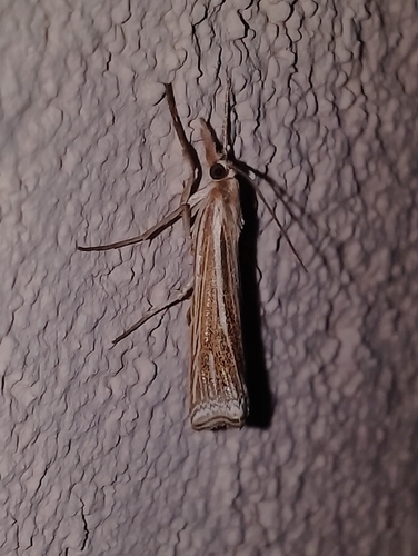 Scarce Striped Grass-veneer