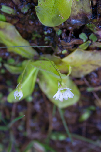 Pinguicula jarmilae