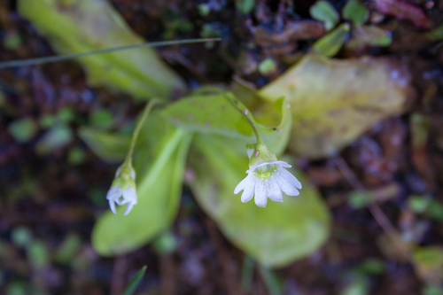 Pinguicula jarmilae