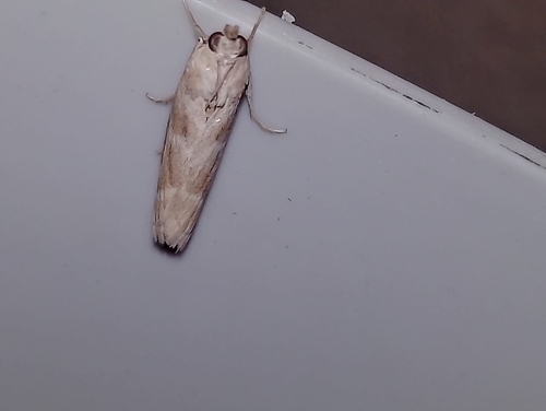 Bradyrrhoa gilveolella