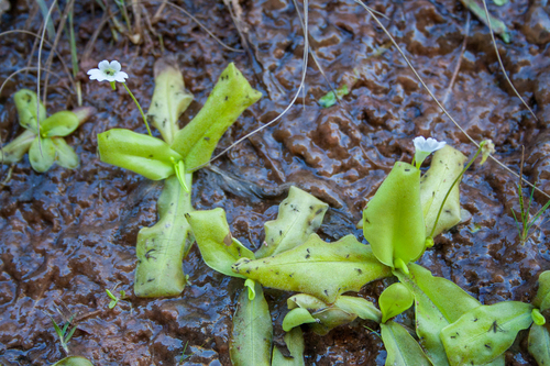 Pinguicula jarmilae
