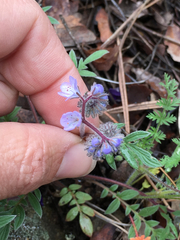 Phacelia divaricata