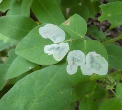 Anarsioses aberrans
