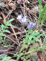 Phacelia divaricata