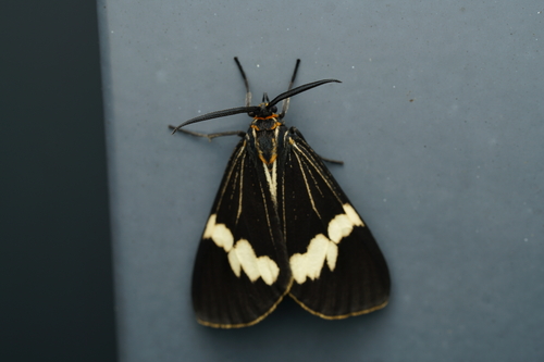 Australian magpie moth photo 4