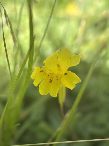 Primrose monkeyflower (Erythranthe primuloides)