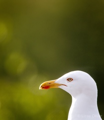 Larus fuscus