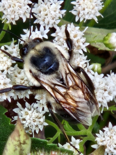 Brown-belted Bumble Bee
