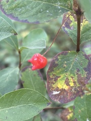 Lonicera conjugialis