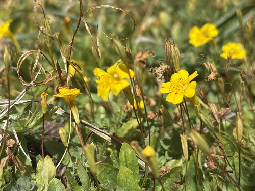 Erythranthe primuloides, photograph 6