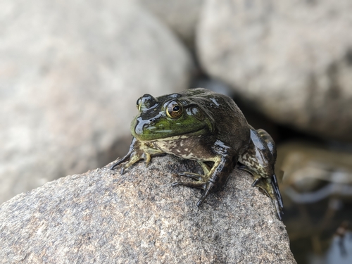 American Bullfrog