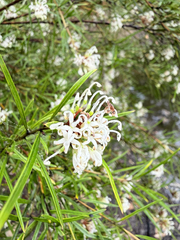 Grevillea linearifolia, photograph author not stated, no rights reserved