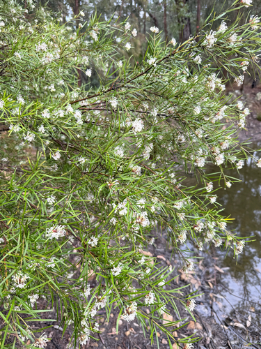 Grevillea linearifolia, photograph 5